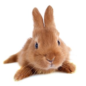 Products 4 Bunnies